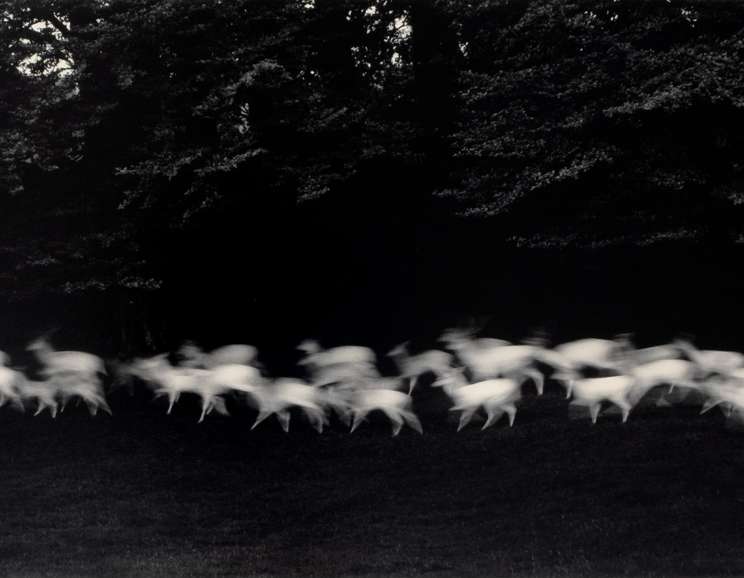 Paul Caponigro - <em>Two Pears, ME</em>, 1999