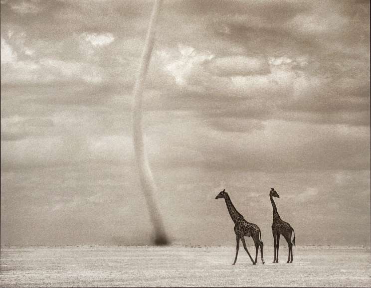 Nick Brandt - <em>Giraffes with Dust Devil, Amboseli</em>, 2007