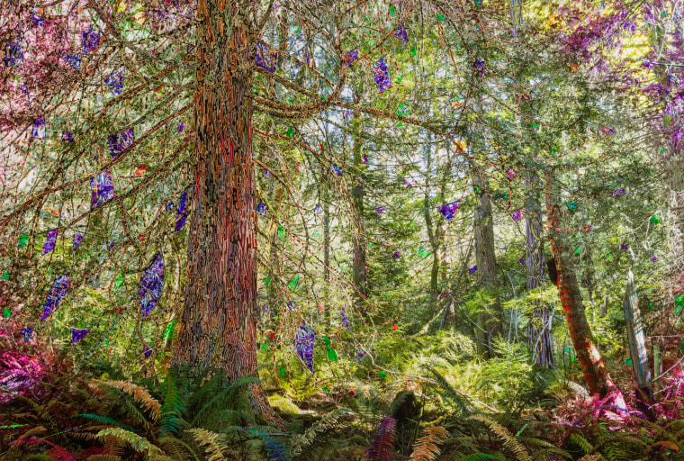Sarah Anne Johnson | A Mountain and a Forest