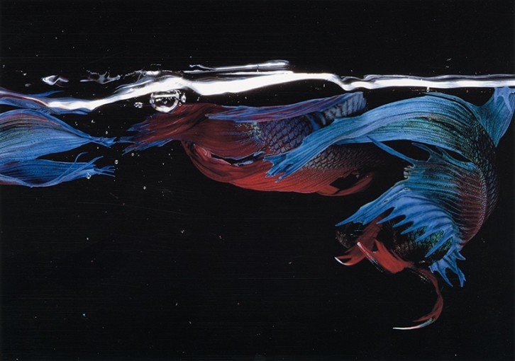 <span class="title">Betta Splendens (05018), New York City<span class="title_comma">, </span></span><span class="year">1981</span>