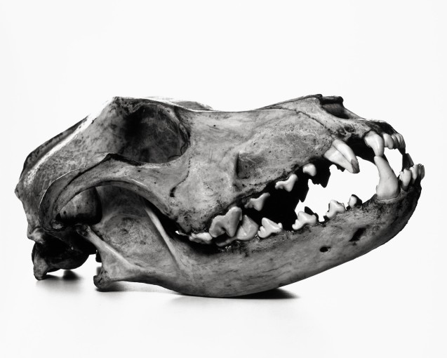 <span class="title">Dog, Prague<span class="title_comma">, </span></span><span class="year">1986</span>