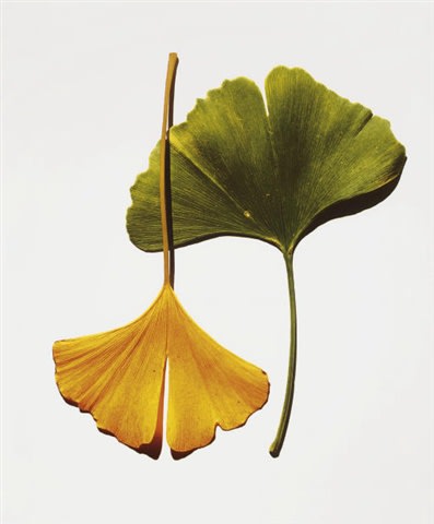 <span class="title">Ginko Leaves <span class="title_comma">, </span></span><span class="year">1990</span>