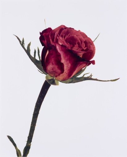 <span class="title">Rose, Colour Wonder, London<span class="title_comma">, </span></span><span class="year">1970</span>