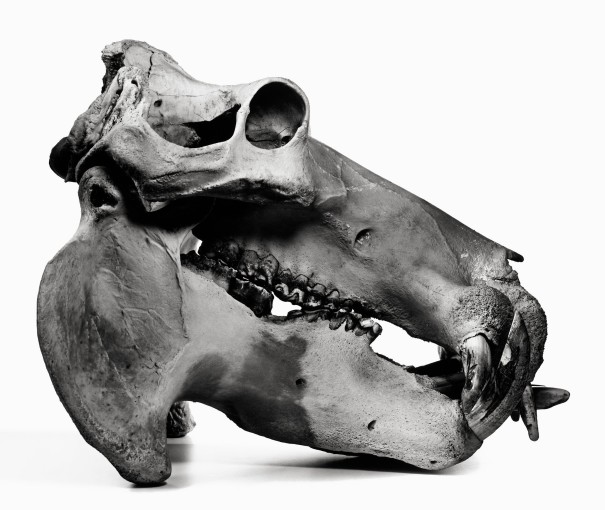 <span class="title">Hippopotamus, Prague<span class="title_comma">, </span></span><span class="year">1986</span>
