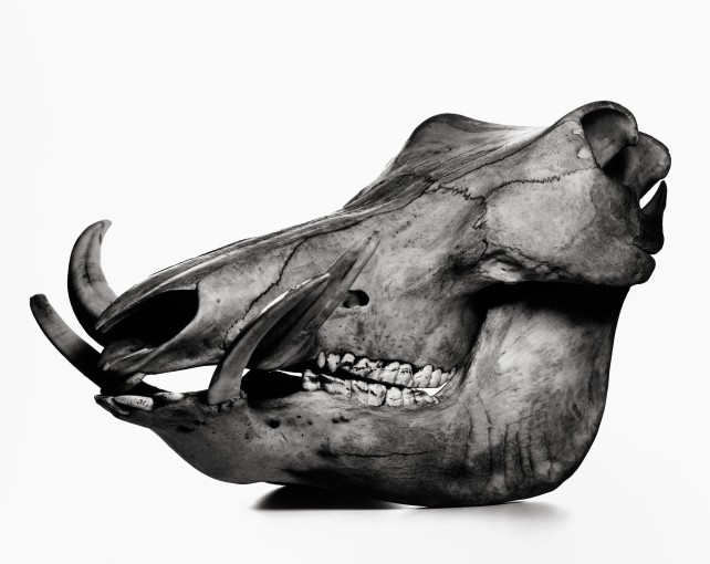 <span class="title">Warthog, Prague<span class="title_comma">, </span></span><span class="year">1986</span>