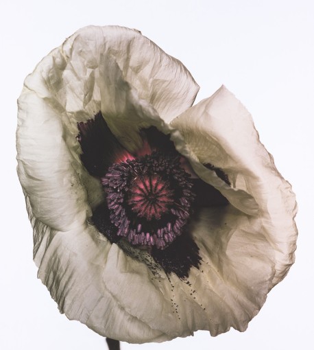 <span class="title">Poppy: Barr’s White, New York<span class="title_comma">, </span></span><span class="year">1968</span>
