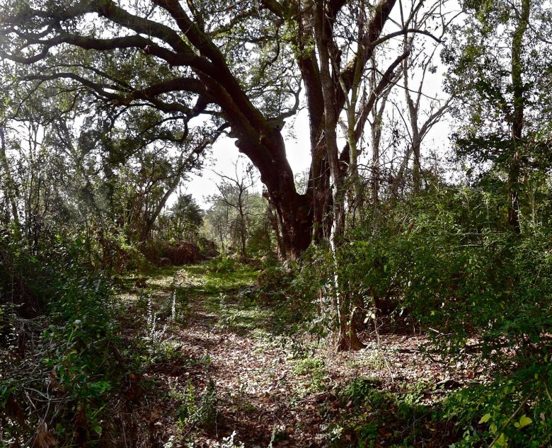 Lynching Tree