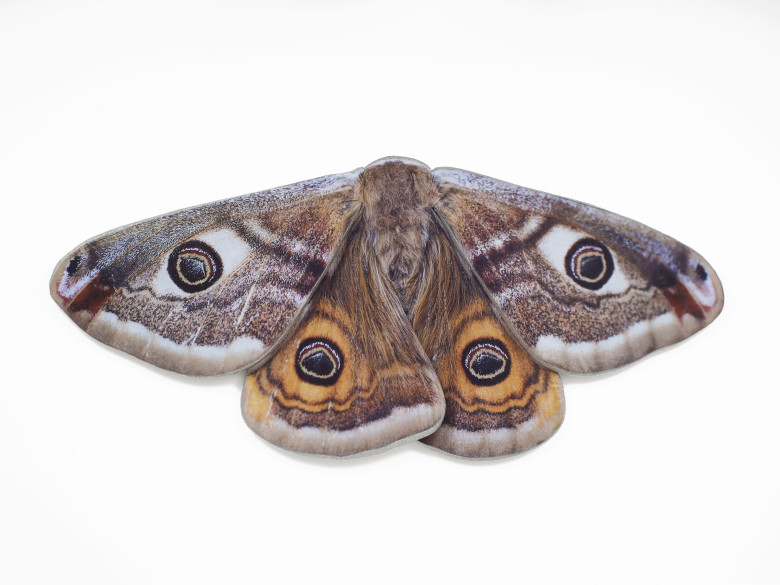 Folded Wing Moth