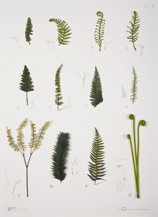 alberto baraya, expedición nueva zelandia: herb ferns plate, 2009