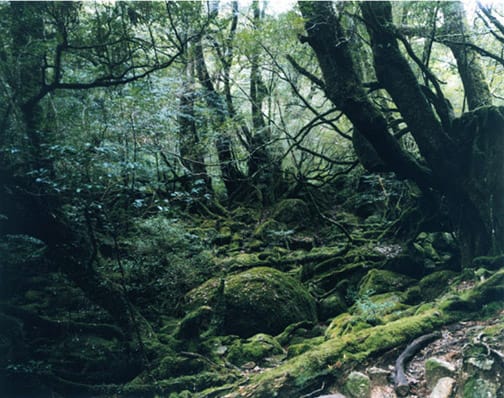 Thomas Struth | New Pictures from Paradise | Marian Goodman