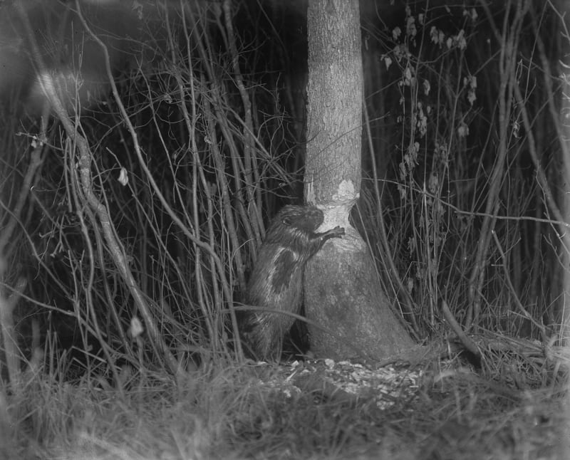 George Shiras Beaver, Marquette, Michigan, pre-1906