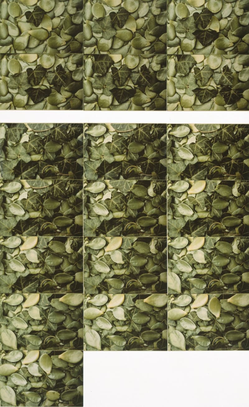 John Baldessari One to Six Leaves/One to Thirteen Leaves, 1972-73