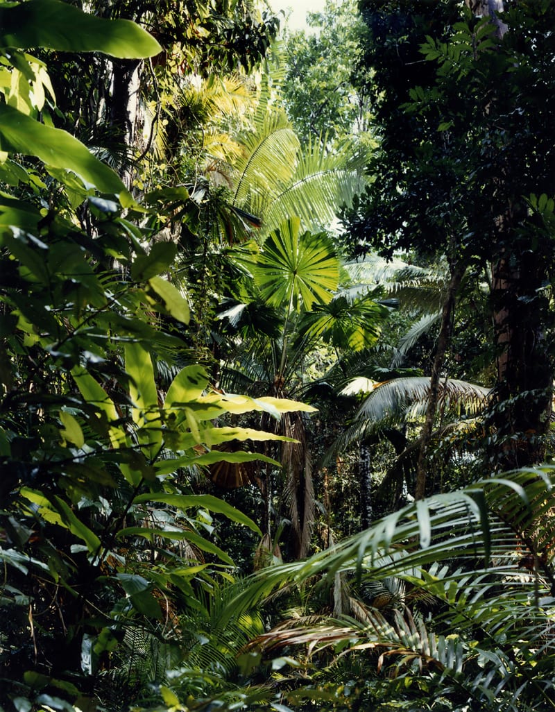 Thomas Struth Paradise 1, Daintree, Australia, 1998