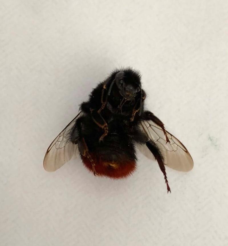 Richard Deacon Red Tailed Bumble Bee, 2018