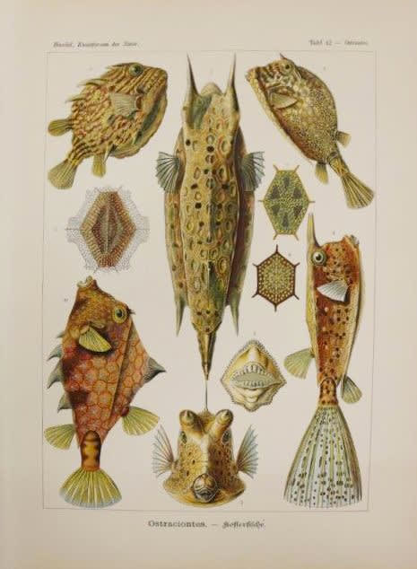 Ernst Haeckel Ostraciontes, Boxfish, 1899-1904