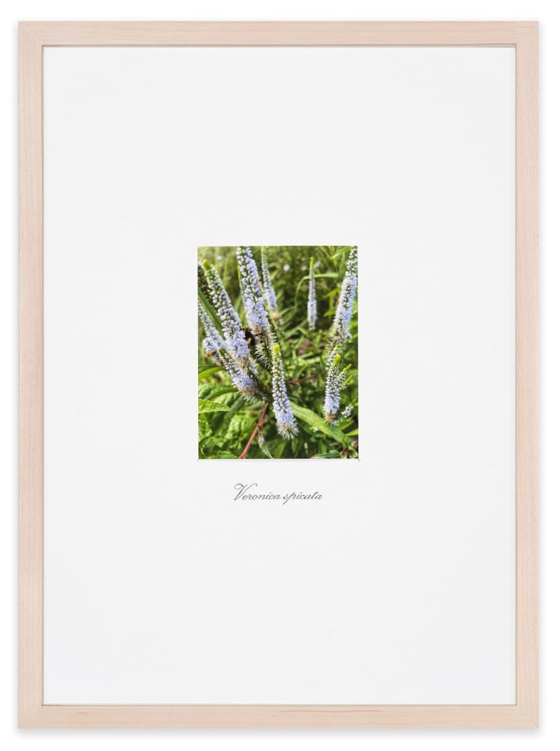 Danh Vo Untitled, 2021 Pencil on paper and C-print, writing by Phung Vo Paper: 16 1/2 x 11 3/4 in....