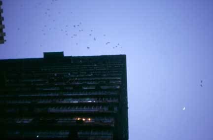 Gabriel Orozco Building and Birds, 1998