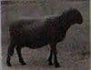 Balthasar Burkhard Animal / 043 - Sheep (black), 1996