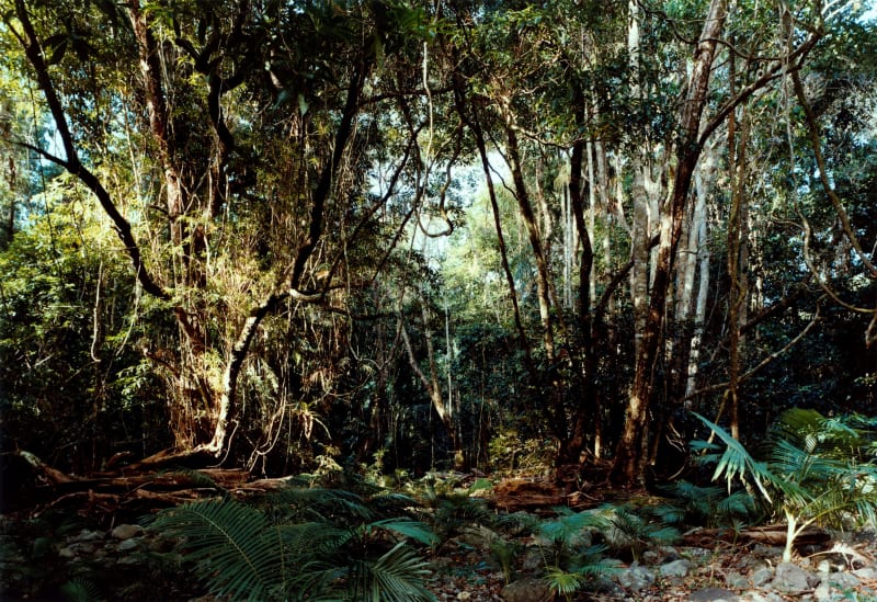 Thomas Struth | New Pictures from Paradise | Marian Goodman