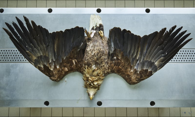 Thomas Struth Seeadler (Haliaeetus albicilla), Leibniz IZW, Berlin, 2016