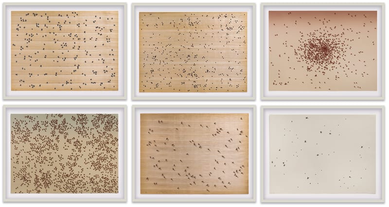 Ed Ruscha Insects, 1972 6 screenprints in raw linen-covered box with plastic cover encapsulating brownish-red soil Sheet: 20 1/8 x...