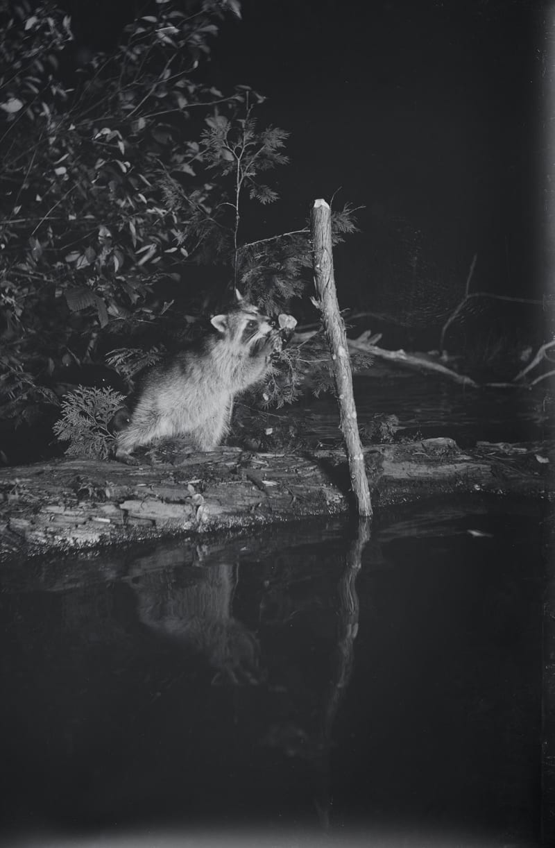 George Shiras Racoon, Whitefish Lake, Michigan, 1903