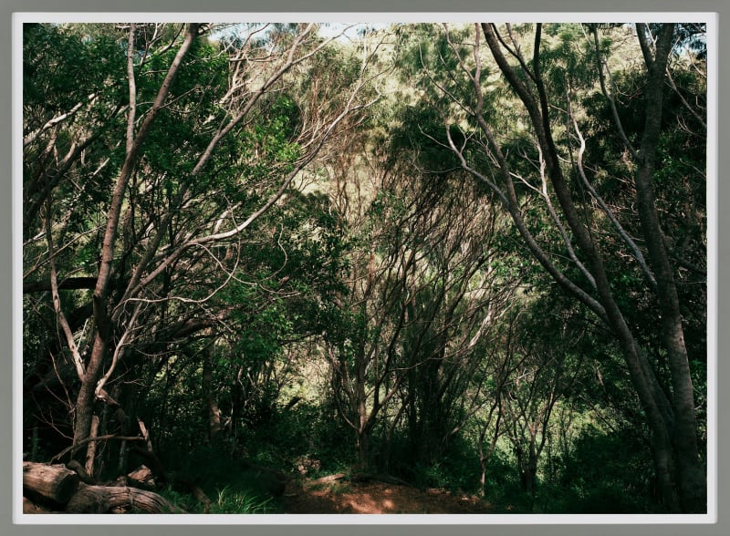 Thomas Struth Paradise 33, Kaua'i (Hawaiian Islands), 2006 Chromogenic print Frame: 72 5/8 x 102 1/2 x 2 in. (184.5...
