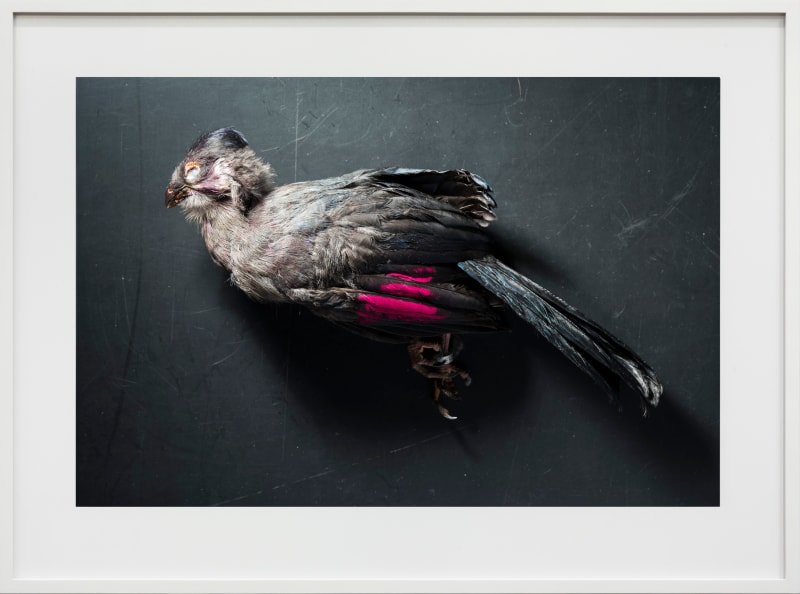 Thomas Struth Weißohrturako (Turaco leucotis), Leibniz IZW, Berlin, 2017