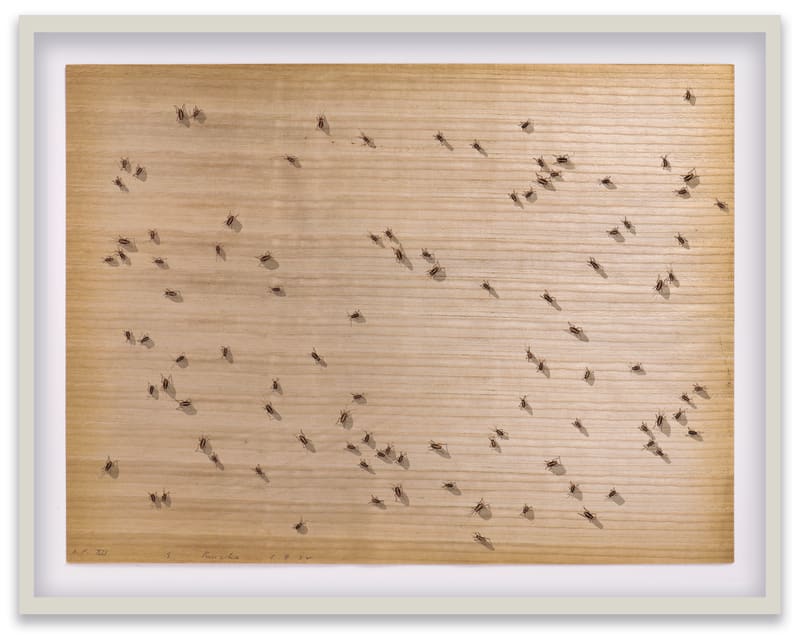 Ed Ruscha Cockroaches, 1972 Screenprint on paper-backed veneer Sheet: 20 1/8 x 27 in. (51.1 x 68.6 cm) Edition of...