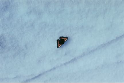 Tacita Dean Floh: Butterfly, 2000