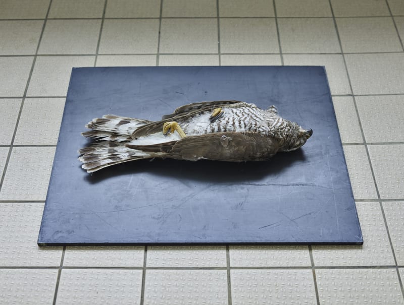 Thomas Struth Habicht (Accipiter gentilis), Leibniz IZW, Berlin, 2016