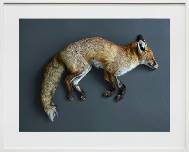 Thomas Struth Rotfuchs (Vulpes vulpes), Leibniz IZW, Berlin, 2017