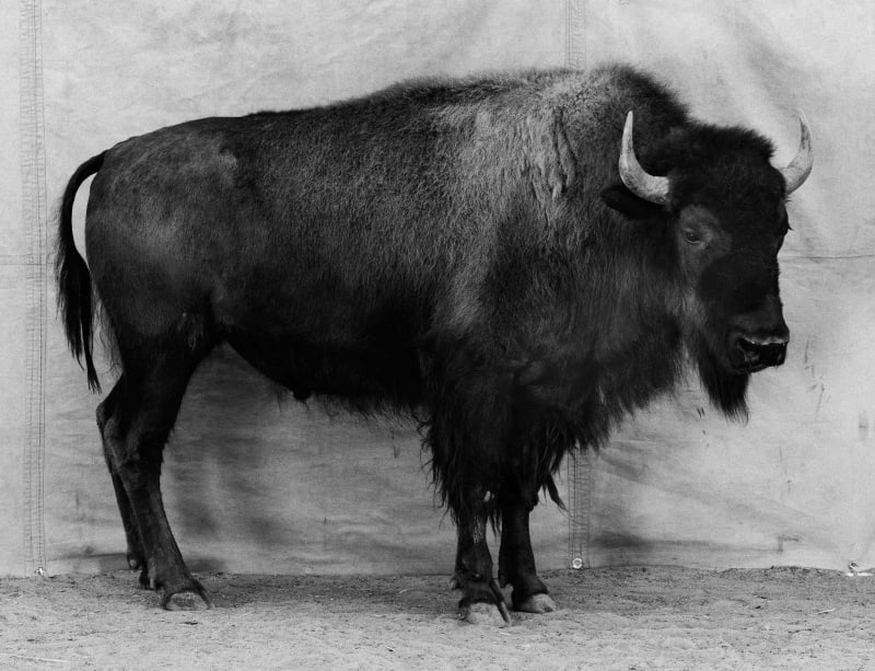 Balthasar Burkhard Animal / 028 - Bison, 1996