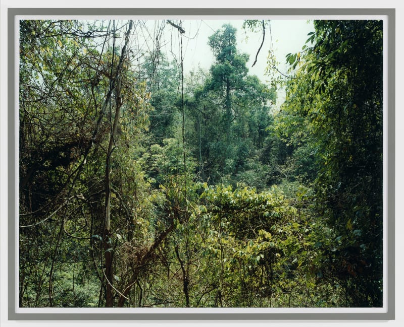 Thomas Struth Paradise 10 (Xi Shuang Banna) Provinz Yunnan/China, 1998