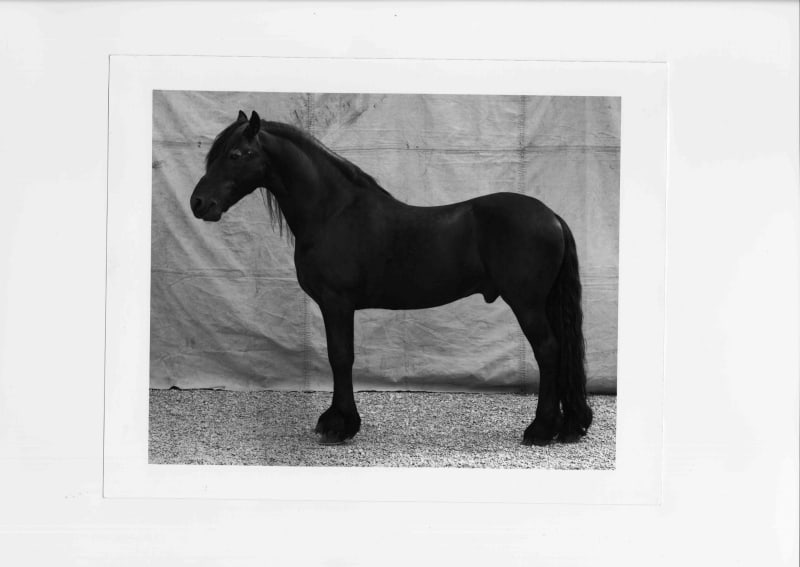 Balthasar Burkhard Animal / 036 - Diablo (black horse), 1996