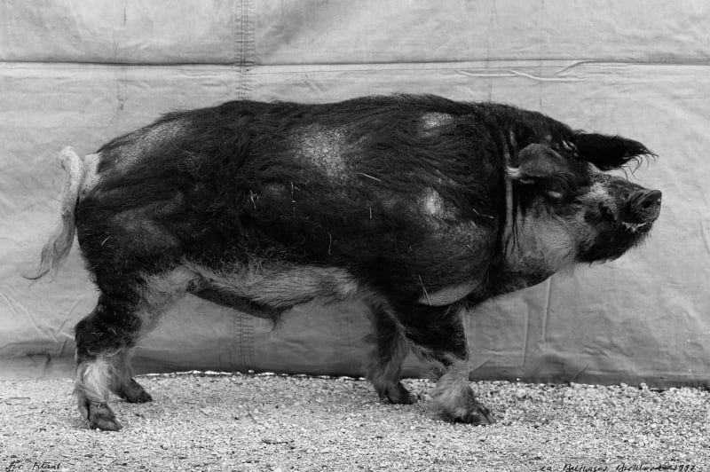 Balthasar Burkhard Animal / 012 - Pig, 1997
