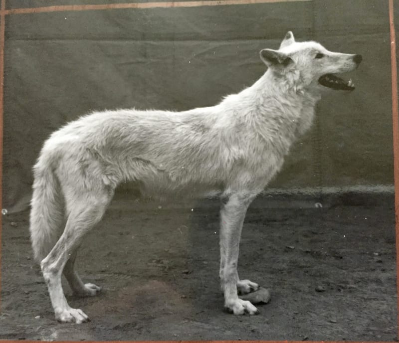 Balthasar Burkhard Animal / 035a - Wolf (white), 1996
