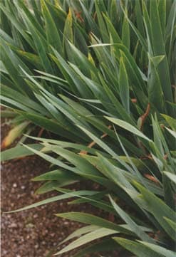 Thomas Struth Plant No 11, Leaves of an Iris, Winterthur, 1992