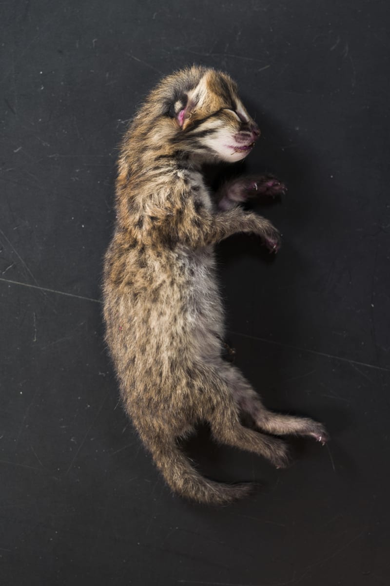 Thomas Struth Palawan-Bengalkatze (Prionailurus bengalensis heaneyi), Leibniz IZW, Berlin, 2017