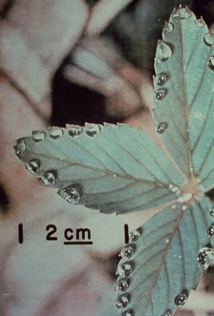 Steve McQueen Once Upon a Time, 2002