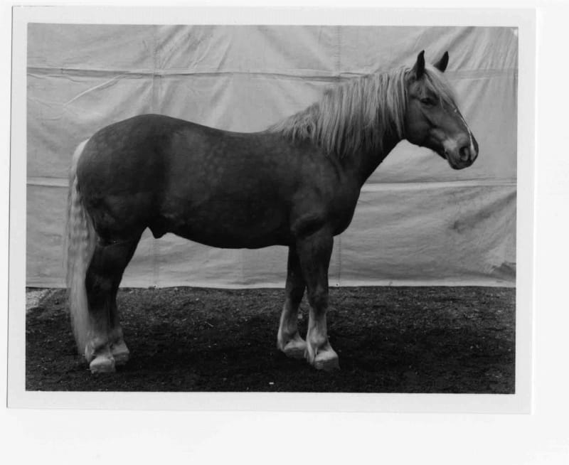 Balthasar Burkhard Animal / 047 - Horse (blonde), 1996