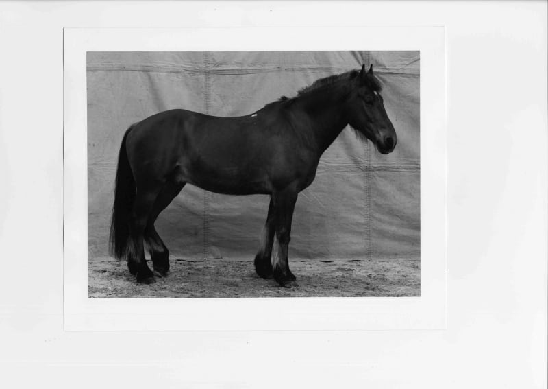 Balthasar Burkhard Animal / 045 - Horse (white fleck), 1996