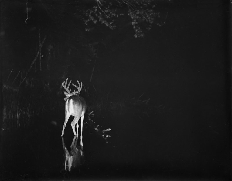 George Shiras White-tailed deer, Michigan, ca 1893-1898