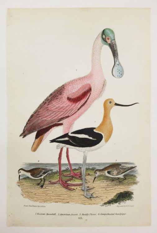 Alexander Wilson Roseate Spoonbill, 1832