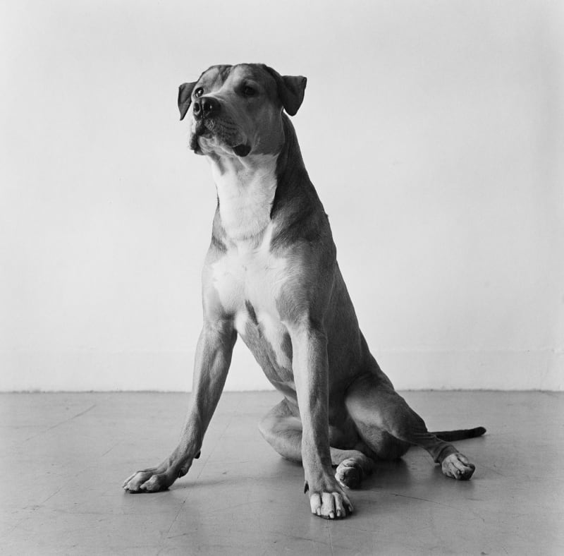 Peter Hujar Bouche Walker (Reggie's Dog), 1981