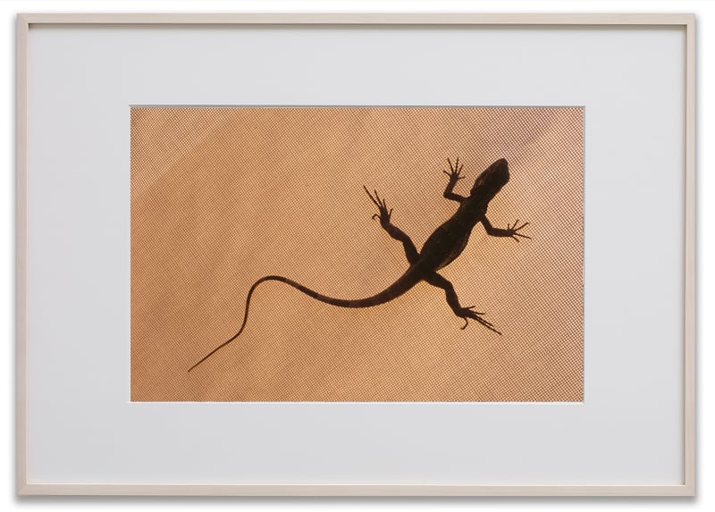 Gabriel Orozco Iguana's Grid, 2008