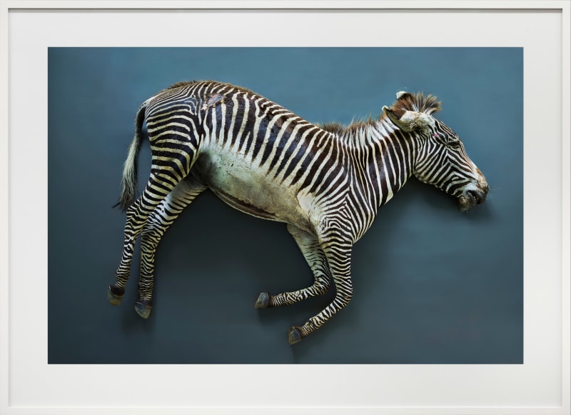 Thomas Struth Zebra (Equus grevyi), Leibniz IZW, Berlin, 2017