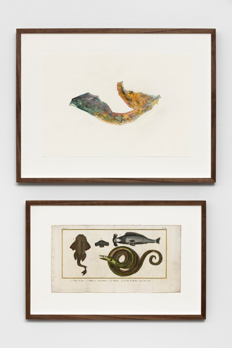 Anri Sala Untitled (Somalia/L'Ange de mer, L'Hydre ou Serpent Marin, Le Marteau, La Tête du Marteau séparée du Corps), 2022...