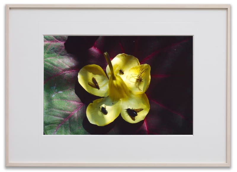 Gabriel Orozco Petal Urn, 2001 Pigment print Sheet: 16 x 20 in. (40.6 x 50.8 cm) Edition of 5 plus...