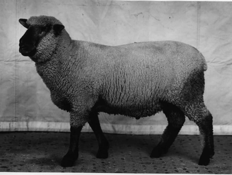Balthasar Burkhard Animal / 029 - Sheep, 1995